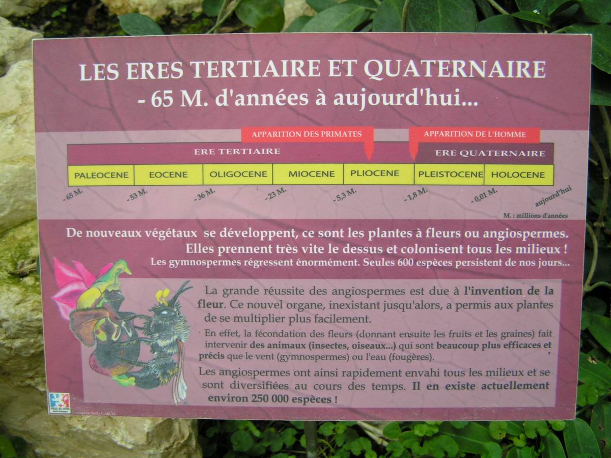 Periode De L Ere Tertiaire 6 Lettres